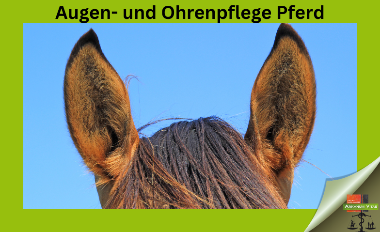 Augen- und Ohrenpflege Pferd