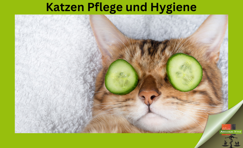 Katzen Pflege und Hygiene