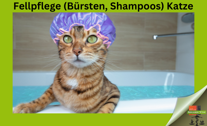 Fellpflege (Bürsten, Shampoos) Katze
