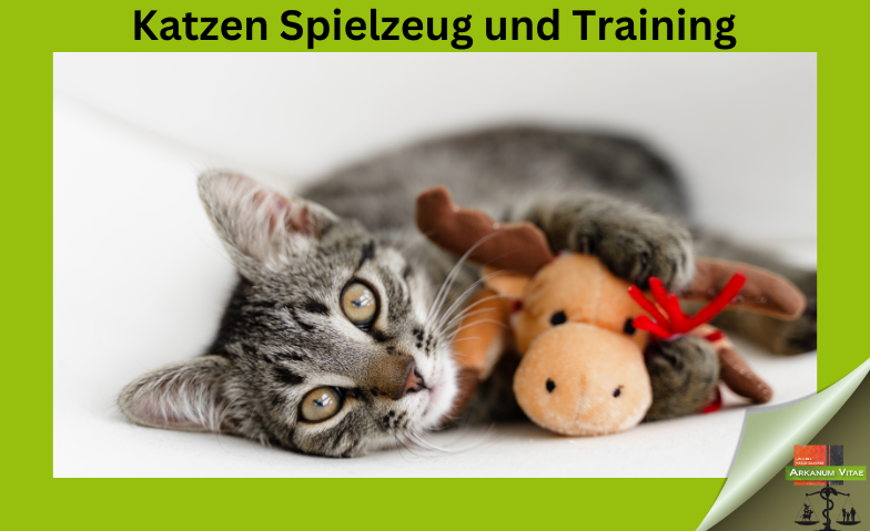 Katzen Spielzeug und Training