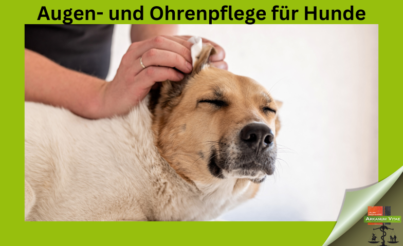 Augen- und Ohrenpflege für Hunde