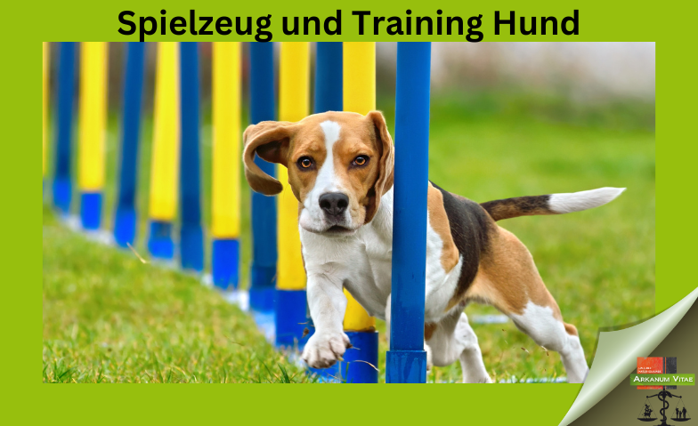 Spielzeug und Training Hund