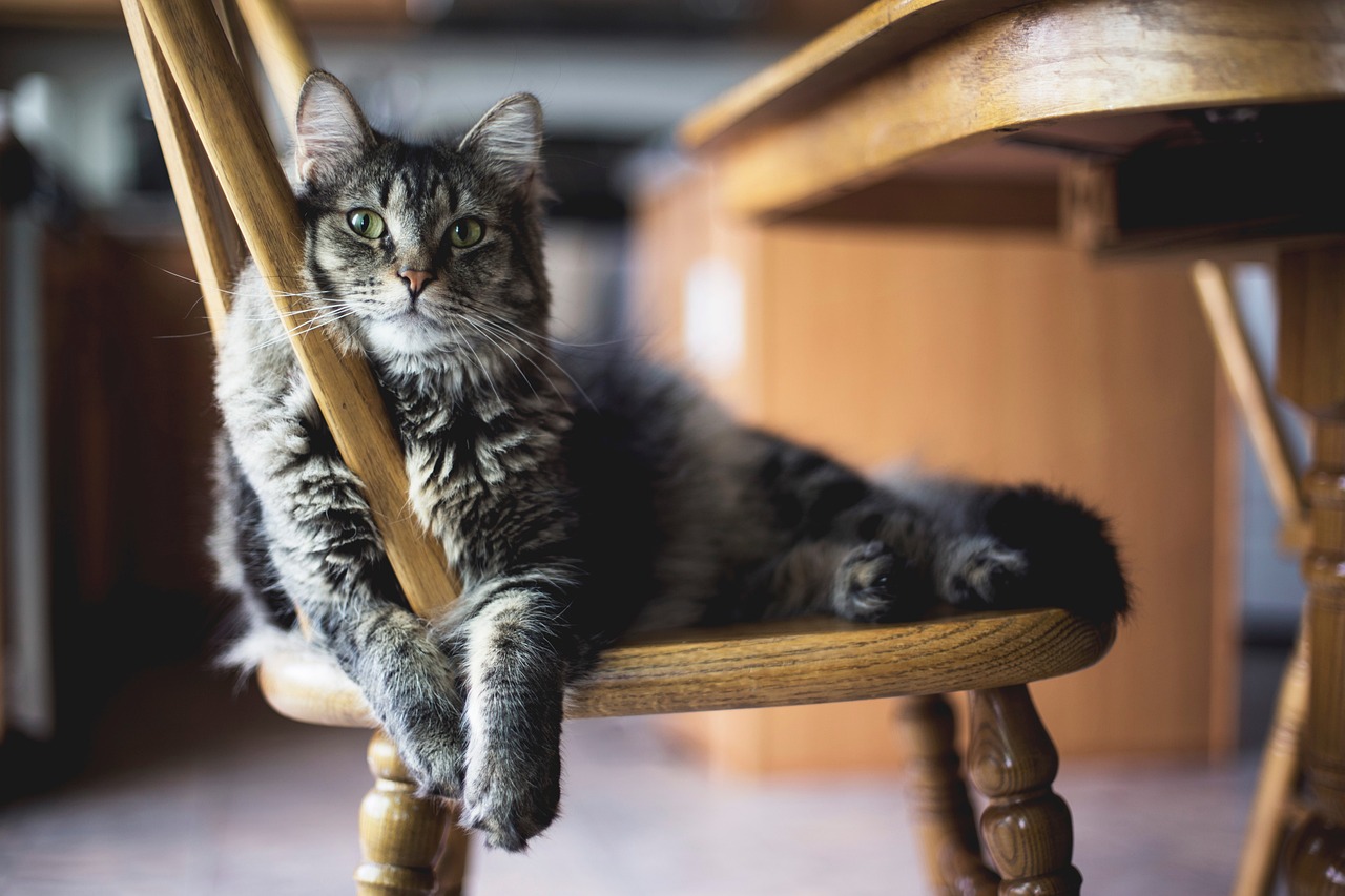 Katzen Pflege und Hygiene