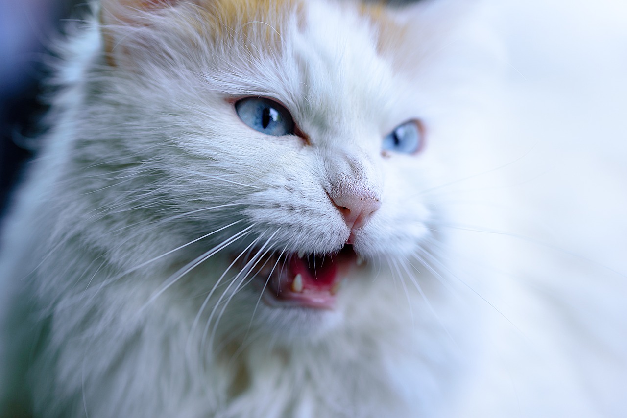 Fellpflege (Bürsten, Shampoos) Katze