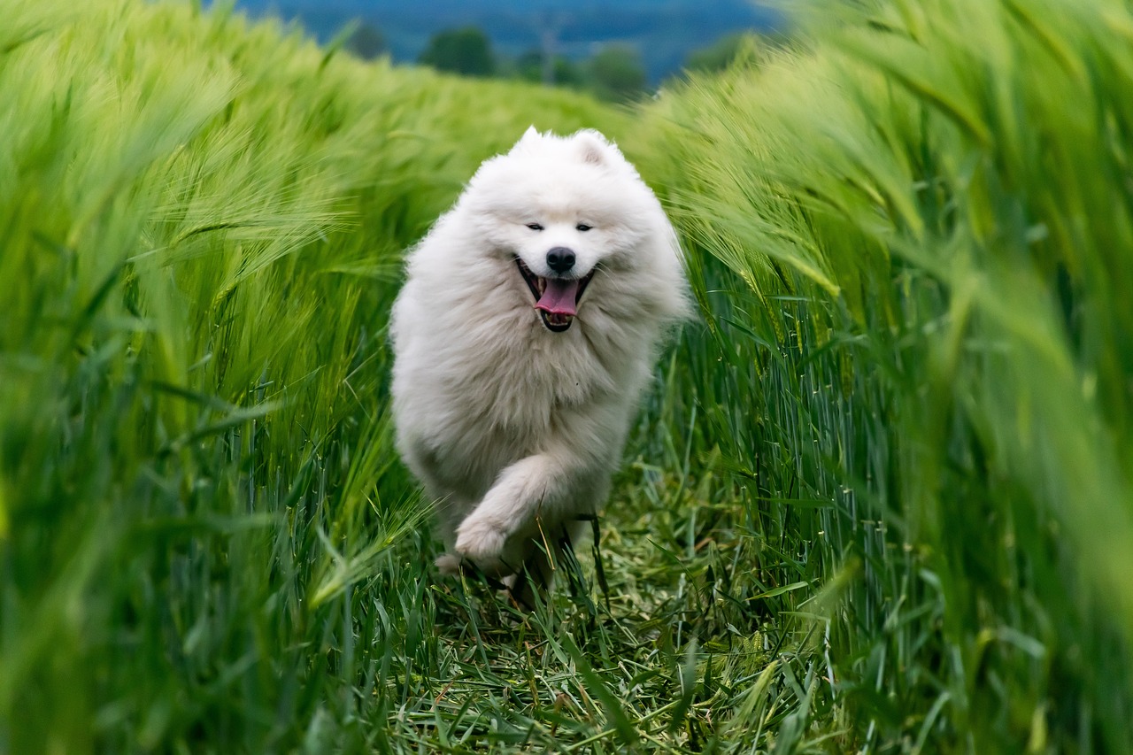 Nahrungsergänzungen - Hund