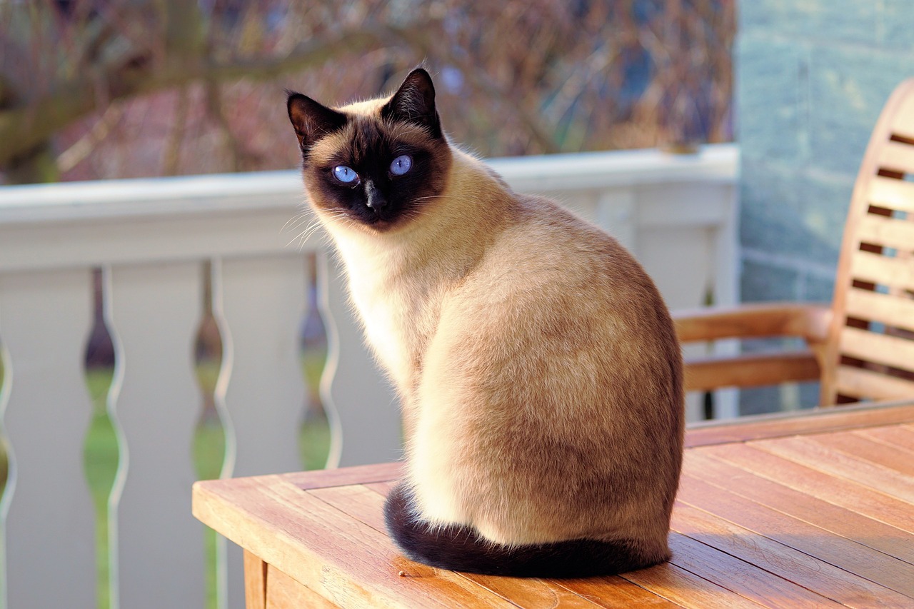 Katzen Sicherheitszubehör (Halsbänder mit GPS)