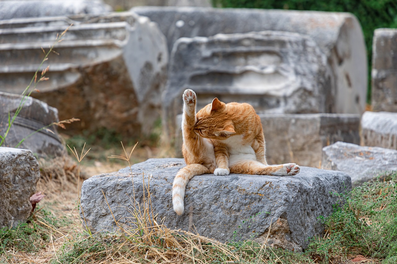 Katzentoiletten und Zubehör (Streu, Schaufeln)