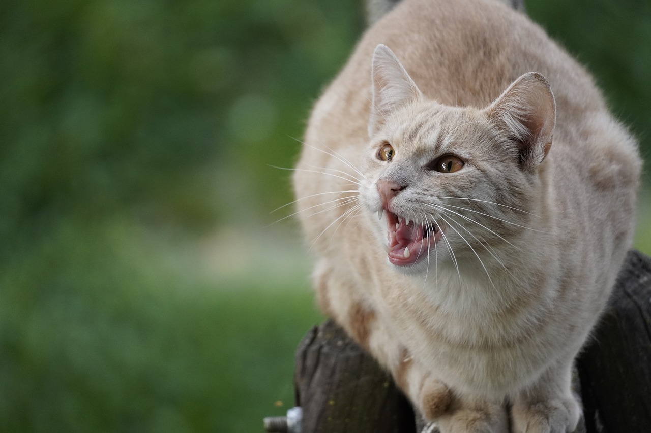 Zahnpflege Katzen