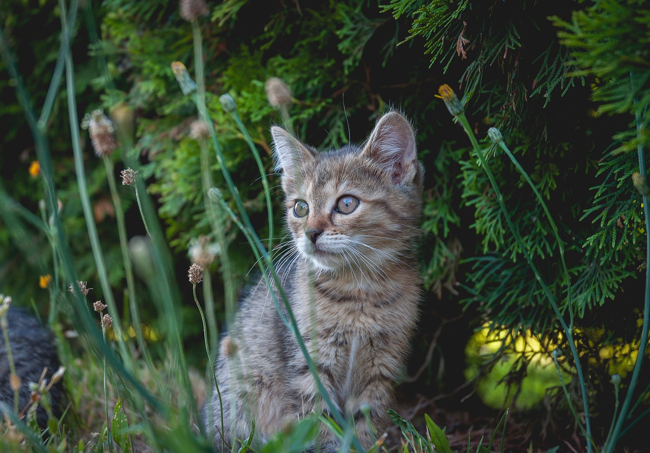 Clickertraining und Zubehör Katzen