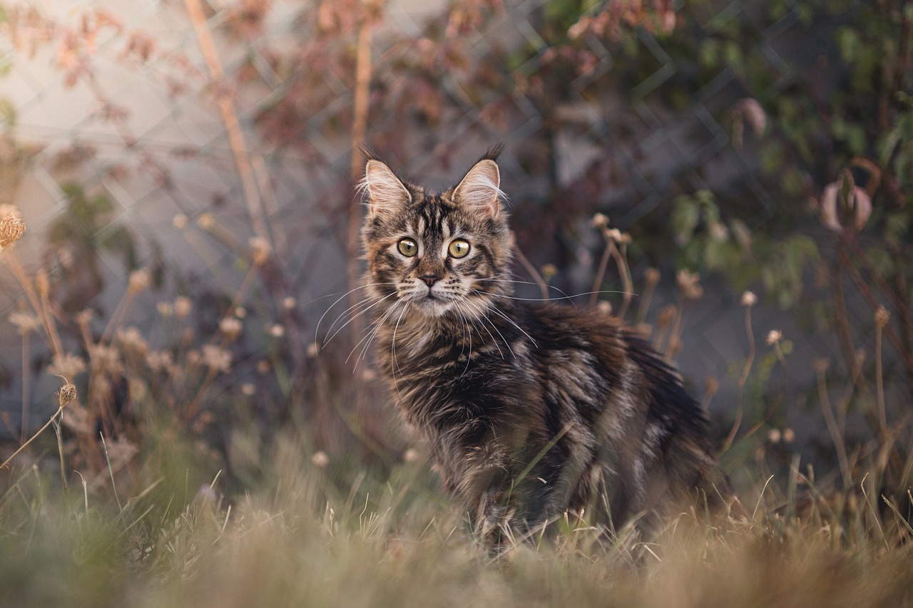 Katzen Spielzeug und Training