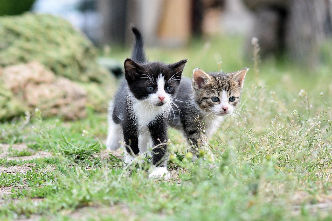 Vitamine und Mineralien für die Katze