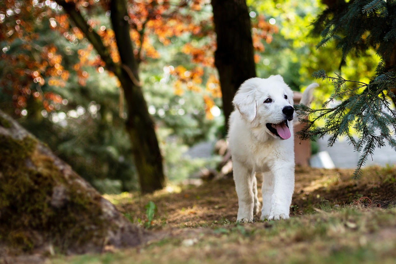 Vitamine & Mineralien Hund