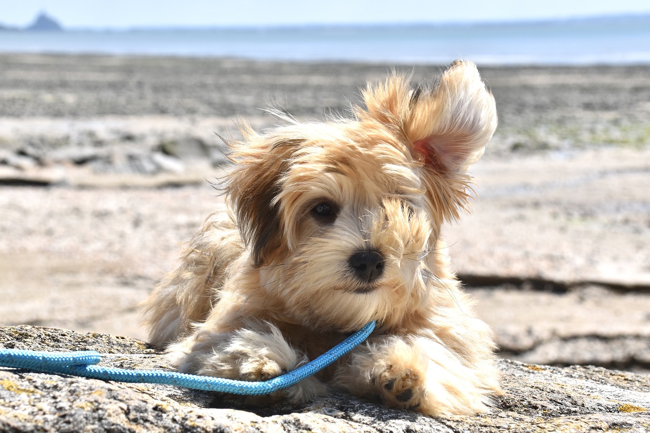 Augen- und Ohrenpflege für Hunde