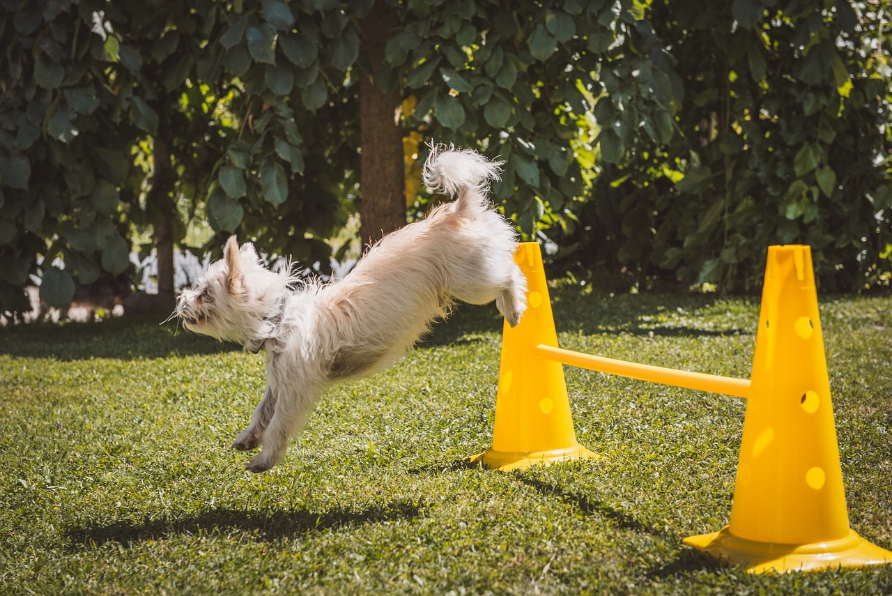 Spielzeug und Training Hund