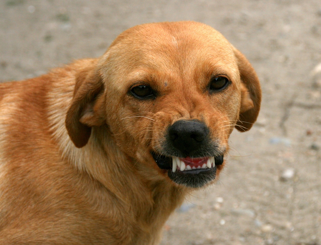 Zahnpflege Hunde