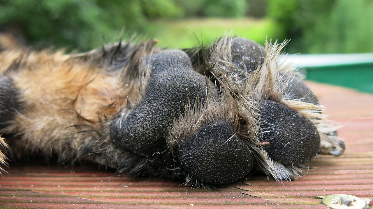 Haut- und Krallenpflege Hund