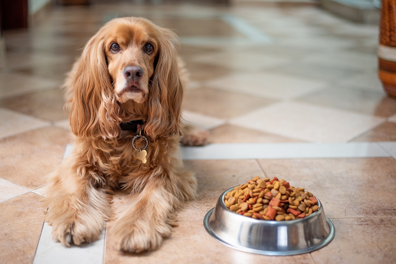 Trockenfutter für Hunde