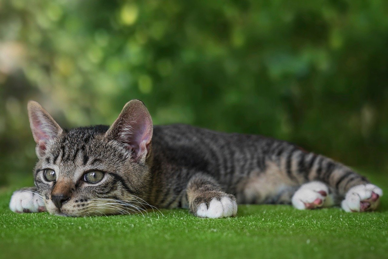 Intelligenzspielzeug für Katzen