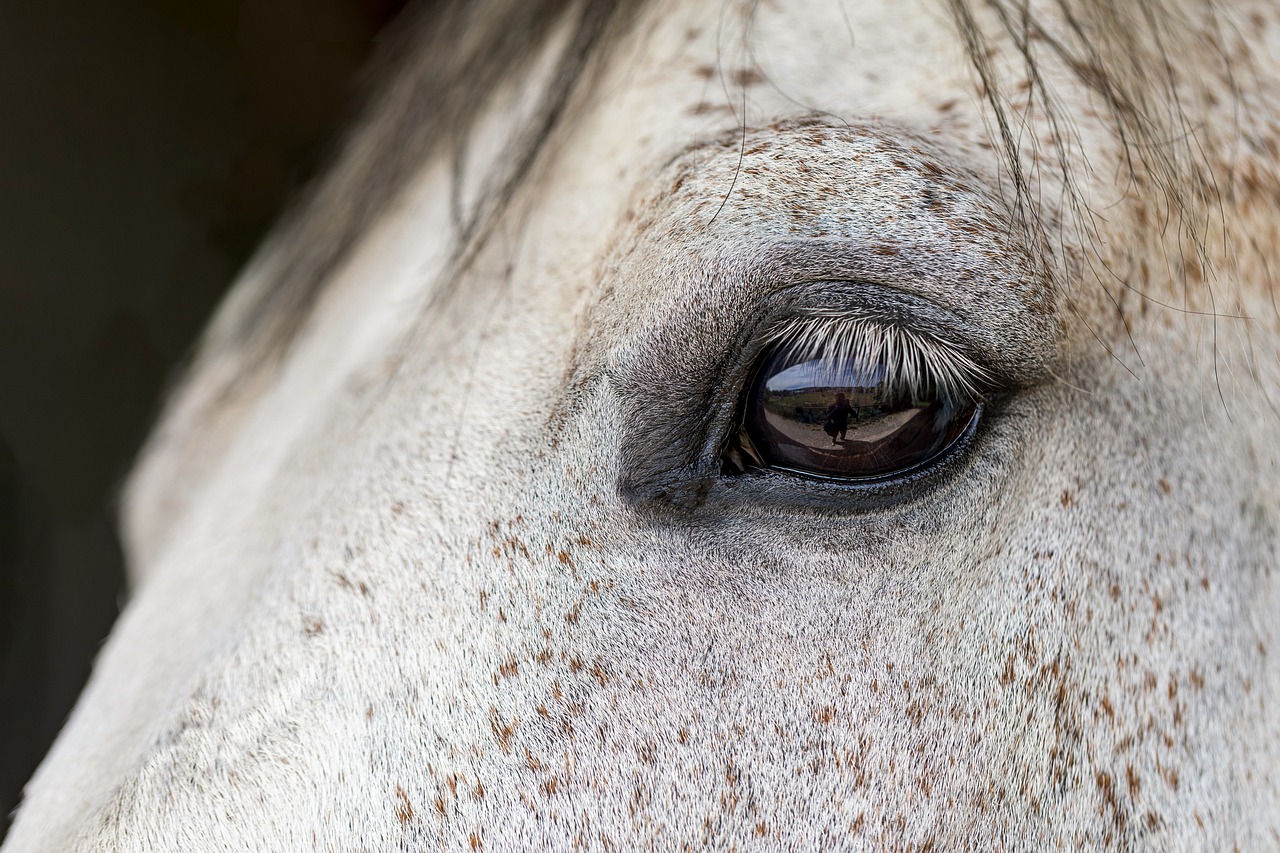 Augen- und Ohrenpflege Pferd