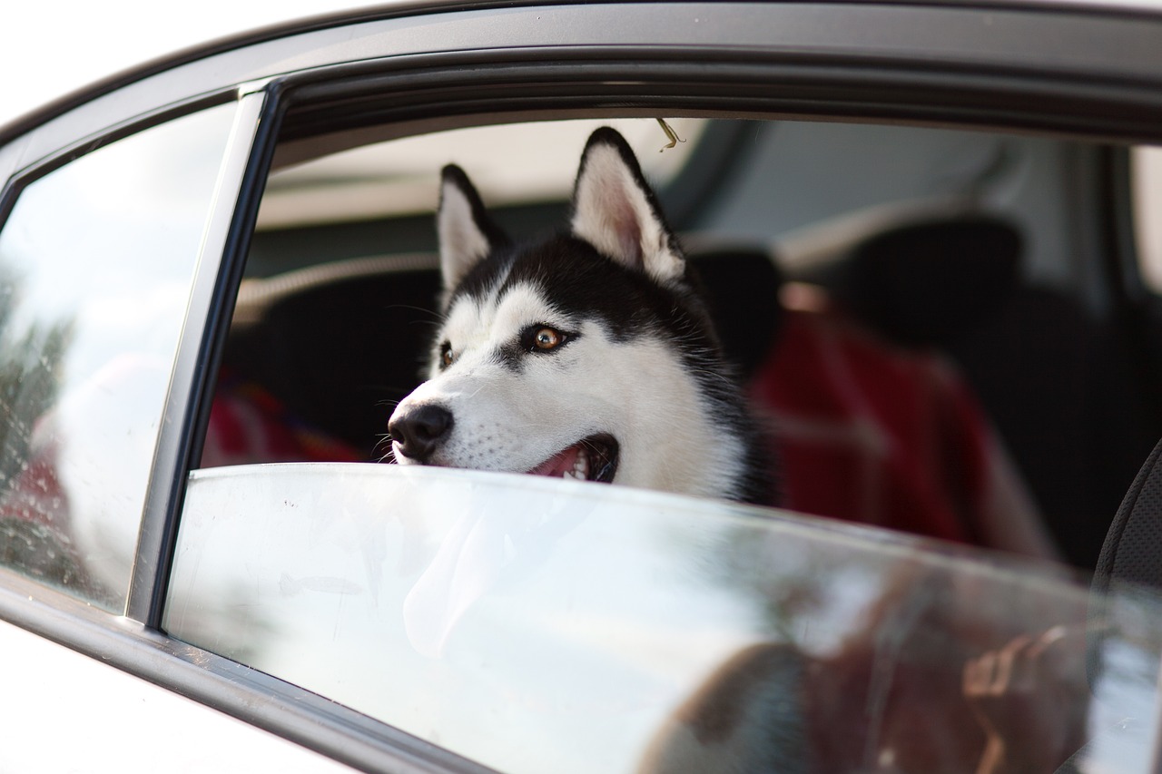 Transportboxen und -taschen für Hunde