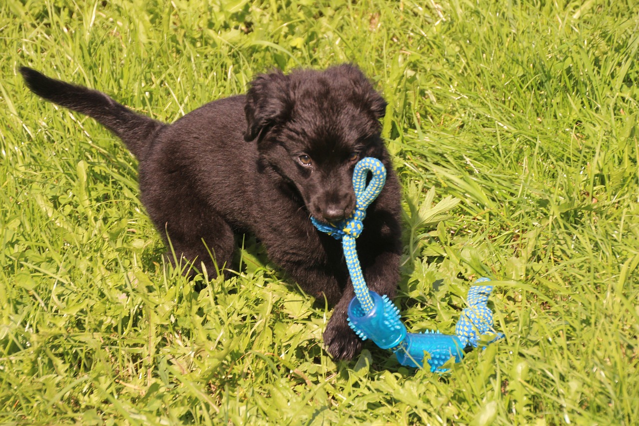 Hundespielzeug