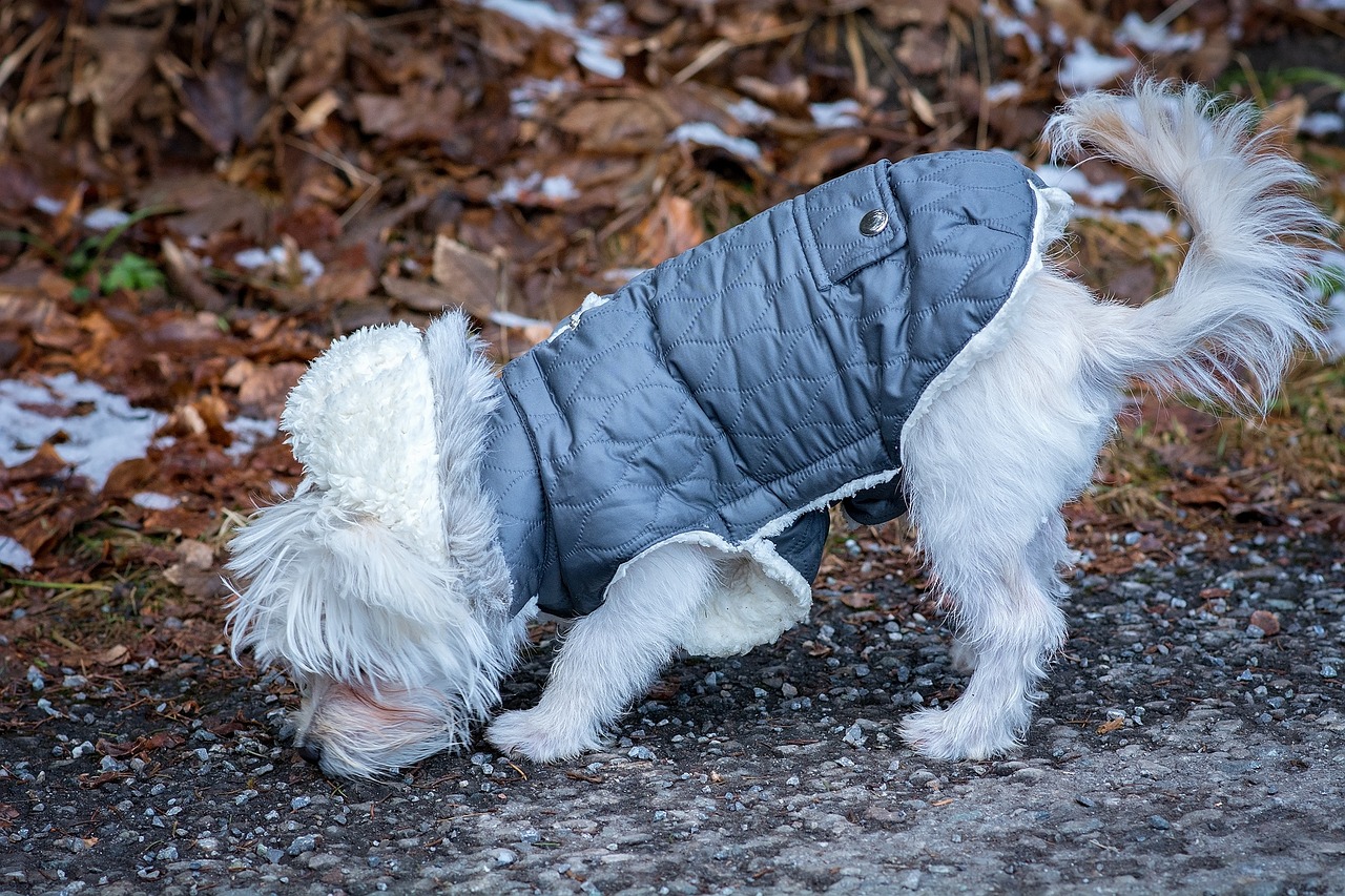 Hundebekleidung und Zubehör