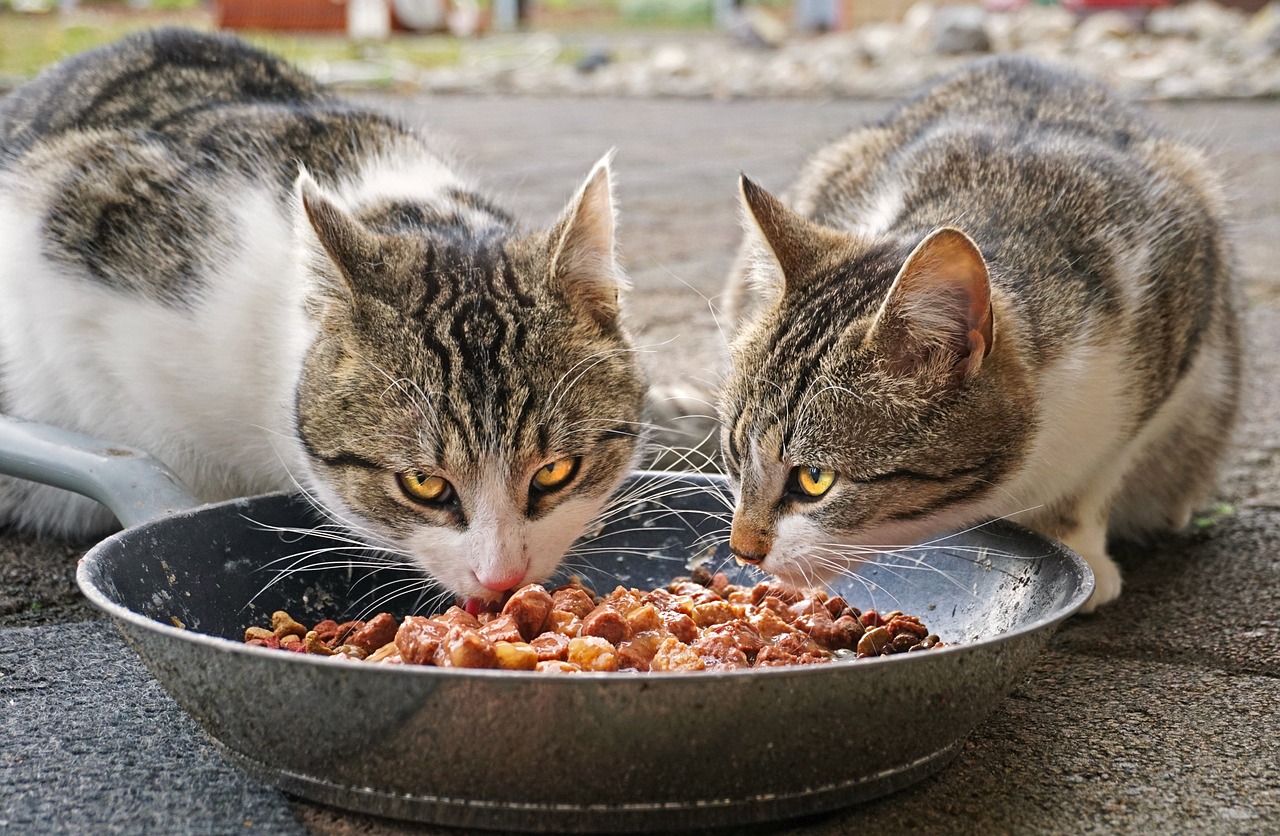 Katzenfutter Artgerecht & Gesund